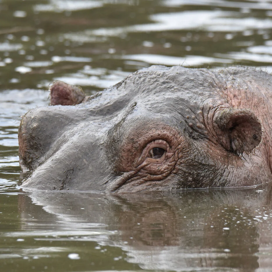 Hippo close-up emerging from water with eye and nostrils above the surface in Serengeti National Park Tanzania