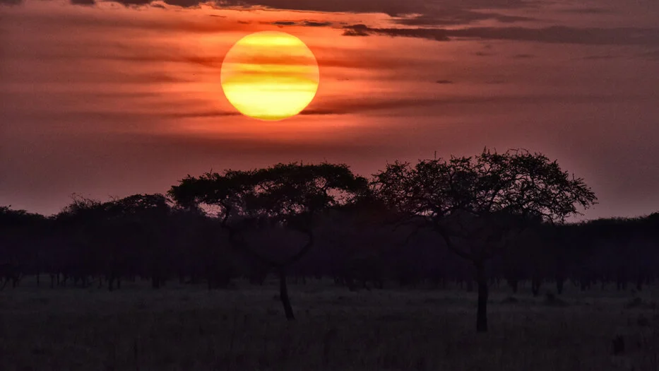 Orange sunset over acacia tree silhouettes and distant wildlife on the Serengeti plains in Tanzania