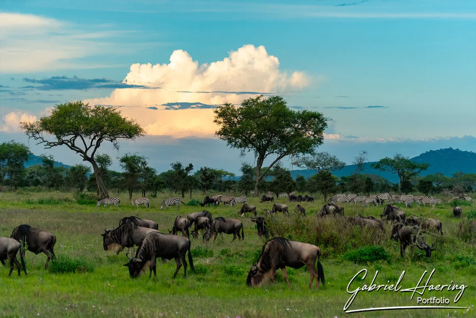 Wildebeest grazing on green Serengeti plains beneath acacia trees and dramatic evening clouds in Tanzania