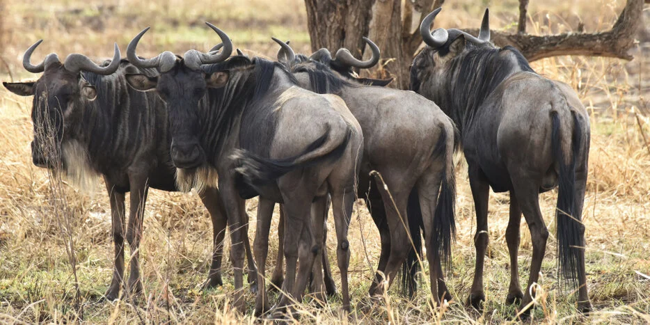 Close group of wildebeest standing together in dry grass during a Serengeti photographic safari in Tanzania
