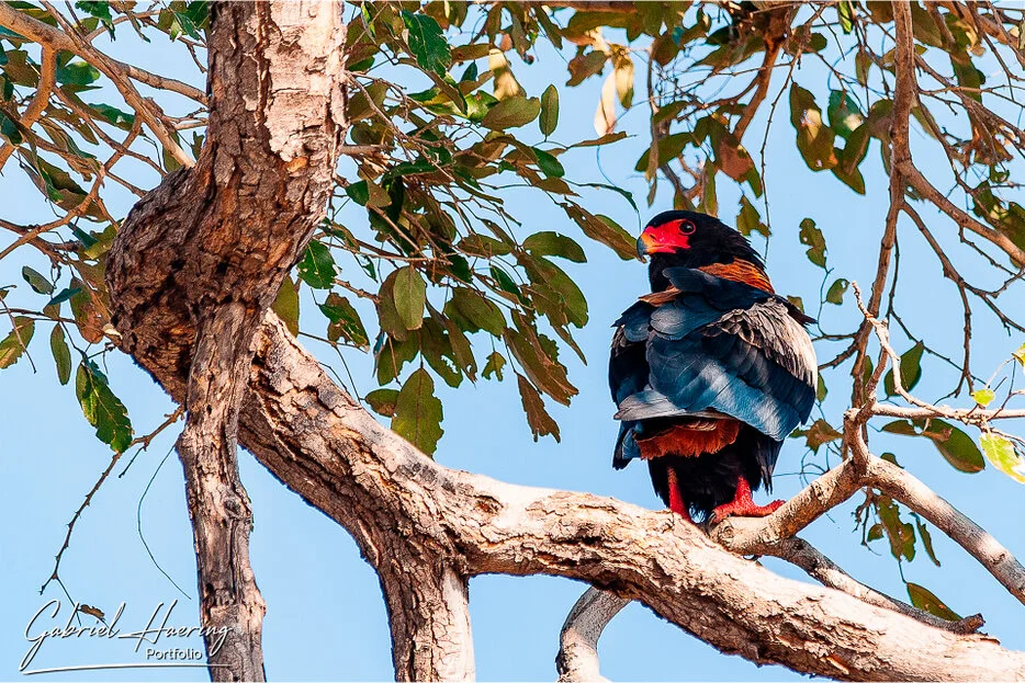 Bateleur eagle perched in a tree in Chobe National Park, Botswana