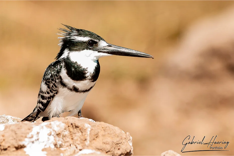 Pied kingfisher perched near the Chobe River in Botswana