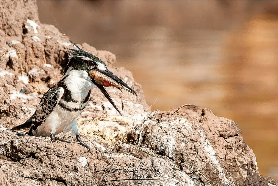 _grid.webp<br />Bird photographed in natural light along the Chobe River in Botswana