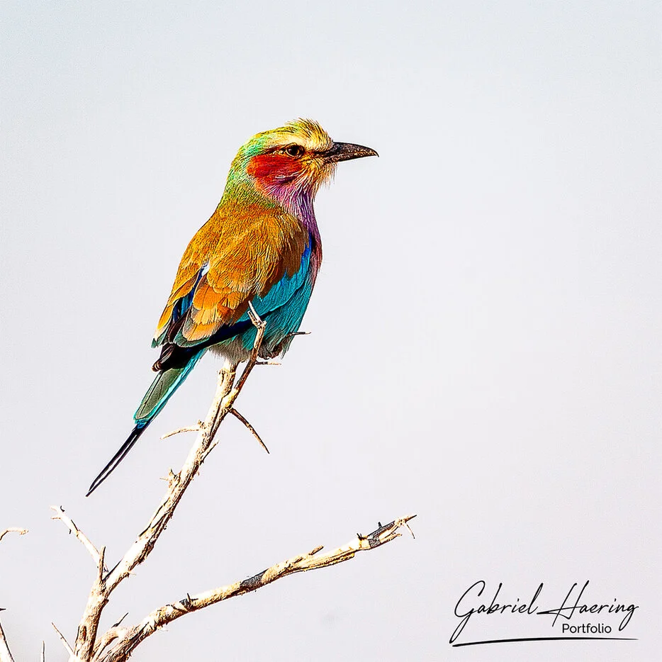 Lilac-breasted roller perched on a branch in Chobe National Park, Botswana