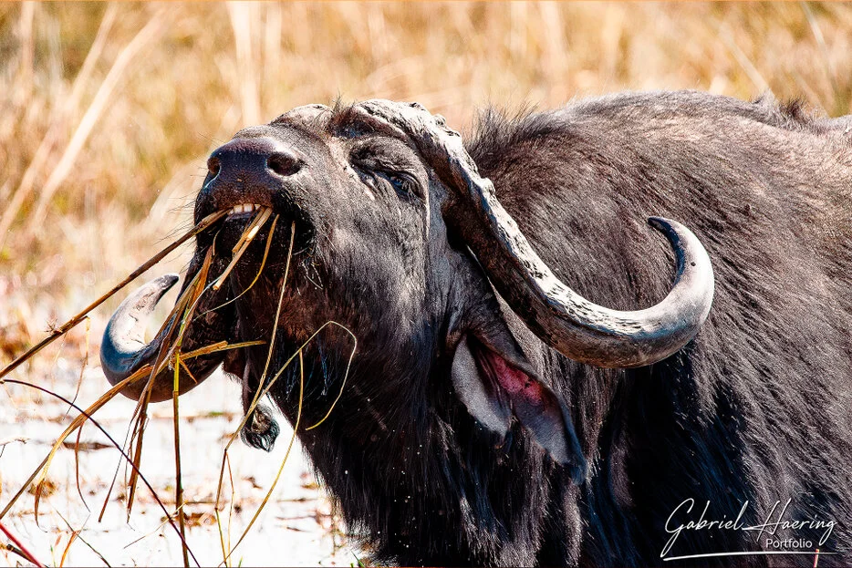 African buffalo feeding in dry grassland in Chobe National Park, Botswana