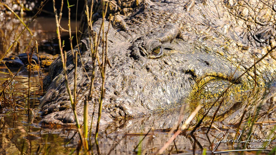 Nile crocodile partly hidden among reeds and shallow water in Chobe National Park