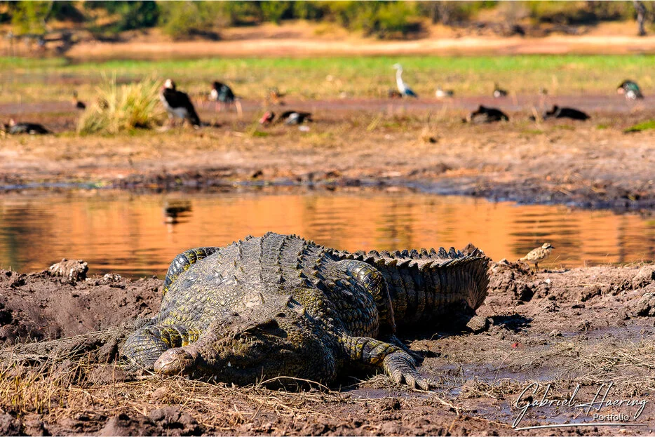 Nile crocodile at the water’s edge in Chobe National Park, Botswana