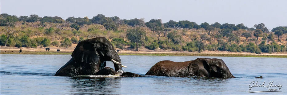 Elephants swimming across the Chobe River in Botswana