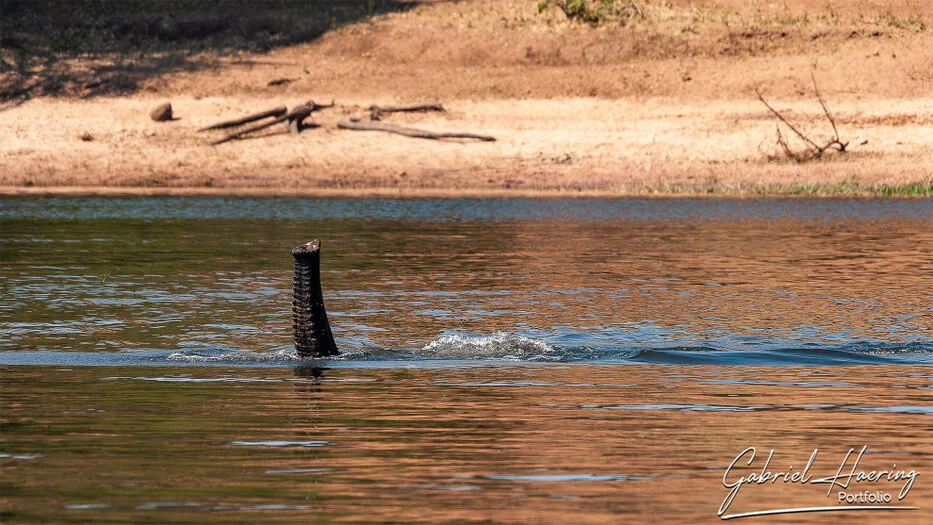 Elephant trunk rising above the Chobe River during a swim in Botswana