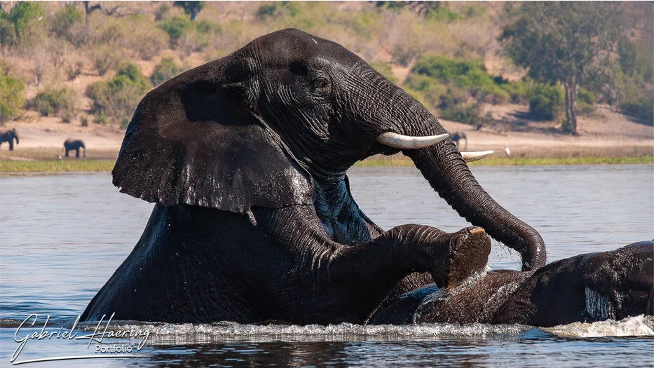 Elephant bathing and splashing on top of another elephant in the Chobe River, Botswana