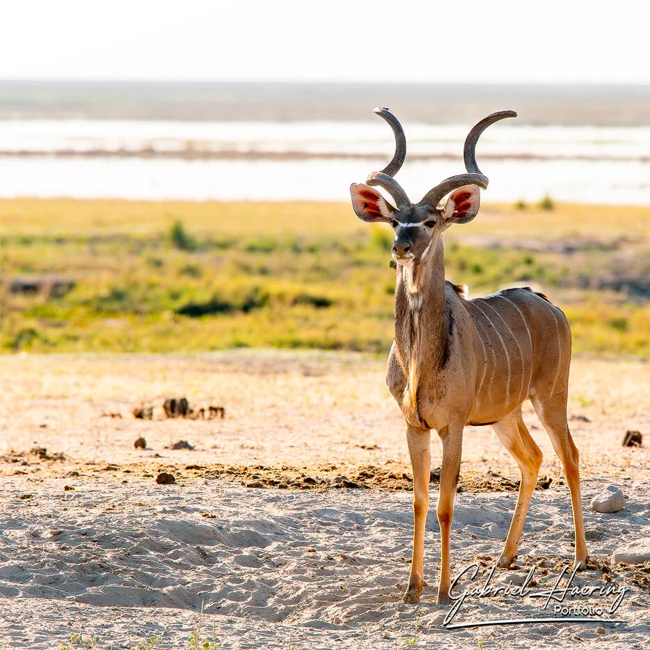 Male greater kudu standing near the Chobe River floodplain in Botswana
