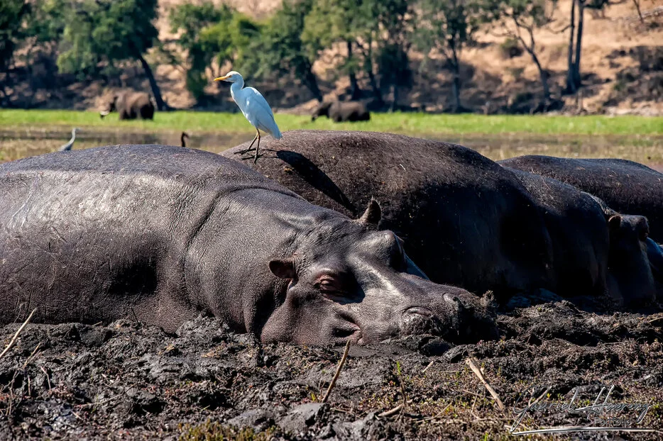 Hippos resting in mud with a white egret on their backs in Chobe National Park