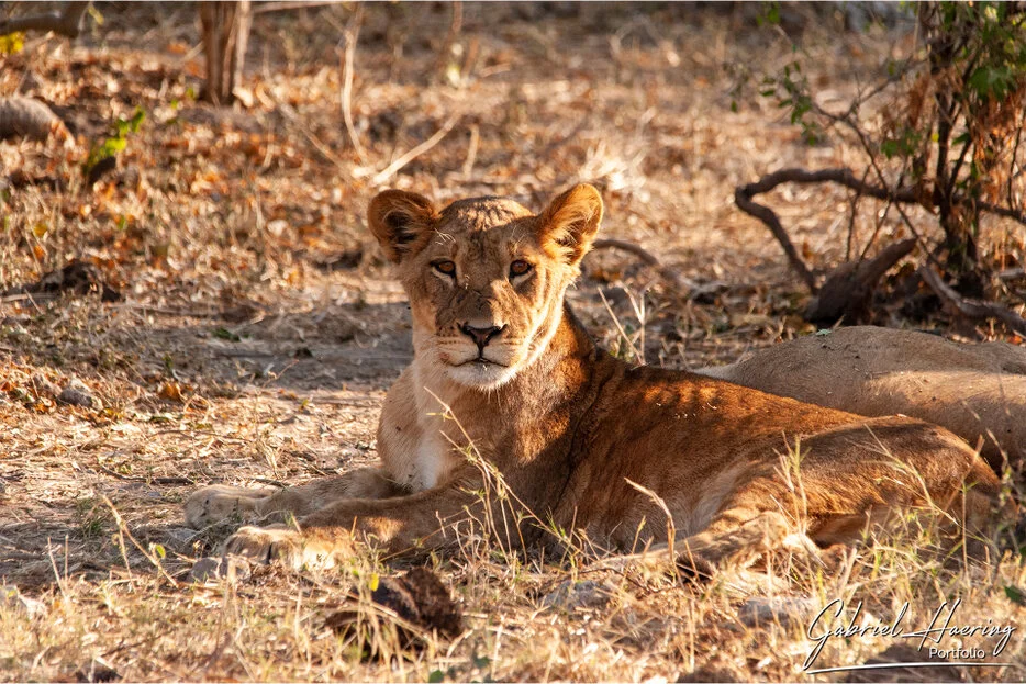 Young lion resting in dry woodland in Chobe National Park, Botswana
