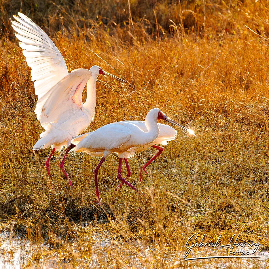 White ibises walking through golden wetland grass in the Okavango Delta