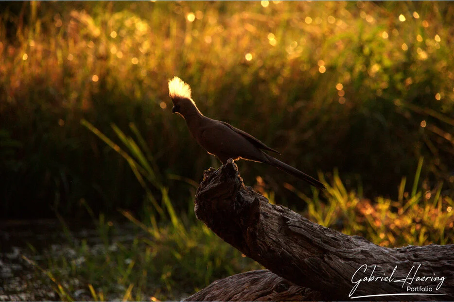 Bird perched on a fallen branch in backlit Okavango Delta wetlands