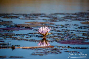 Water lily reflected in calm water in the Okavango Delta wetlands