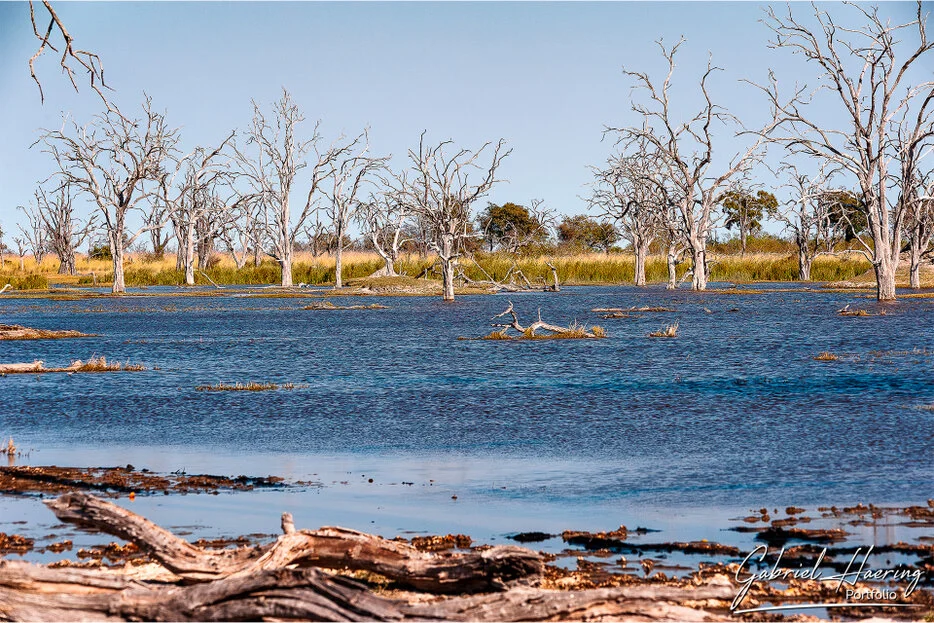 Flooded Okavango Delta landscape with dead trees and blue water in Botswana