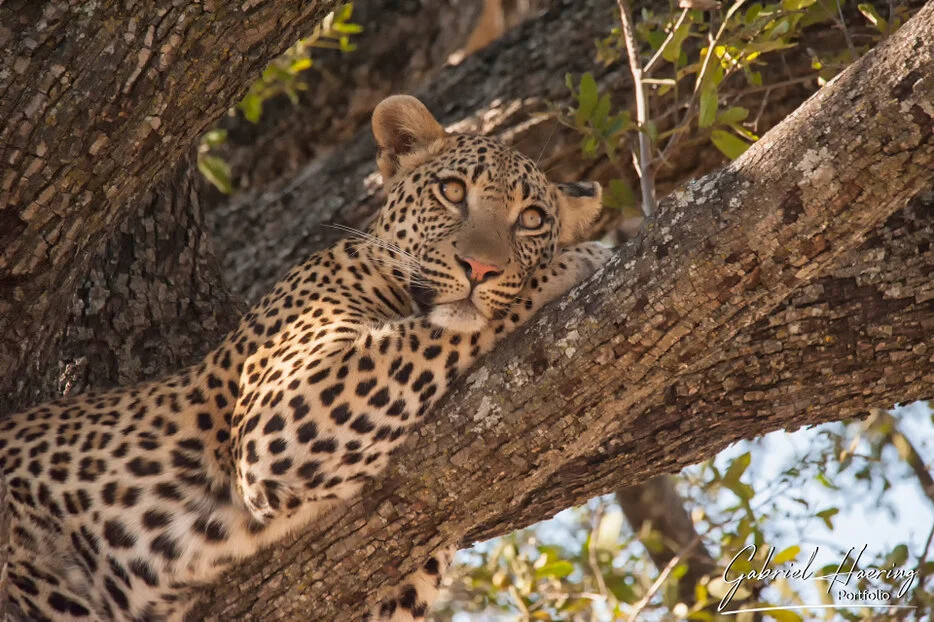 Leopard portrait framed by tree branches in the Okavango Delta