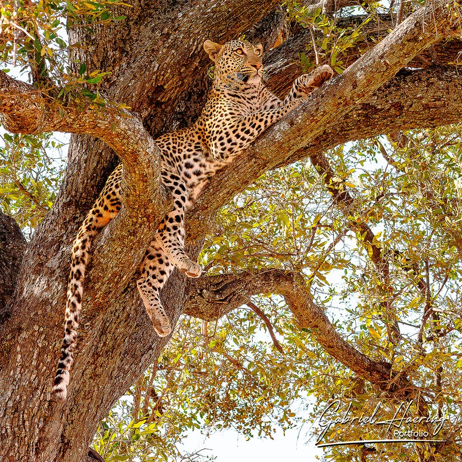 Leopard resting high in a tree in the Okavango Delta, Botswana
