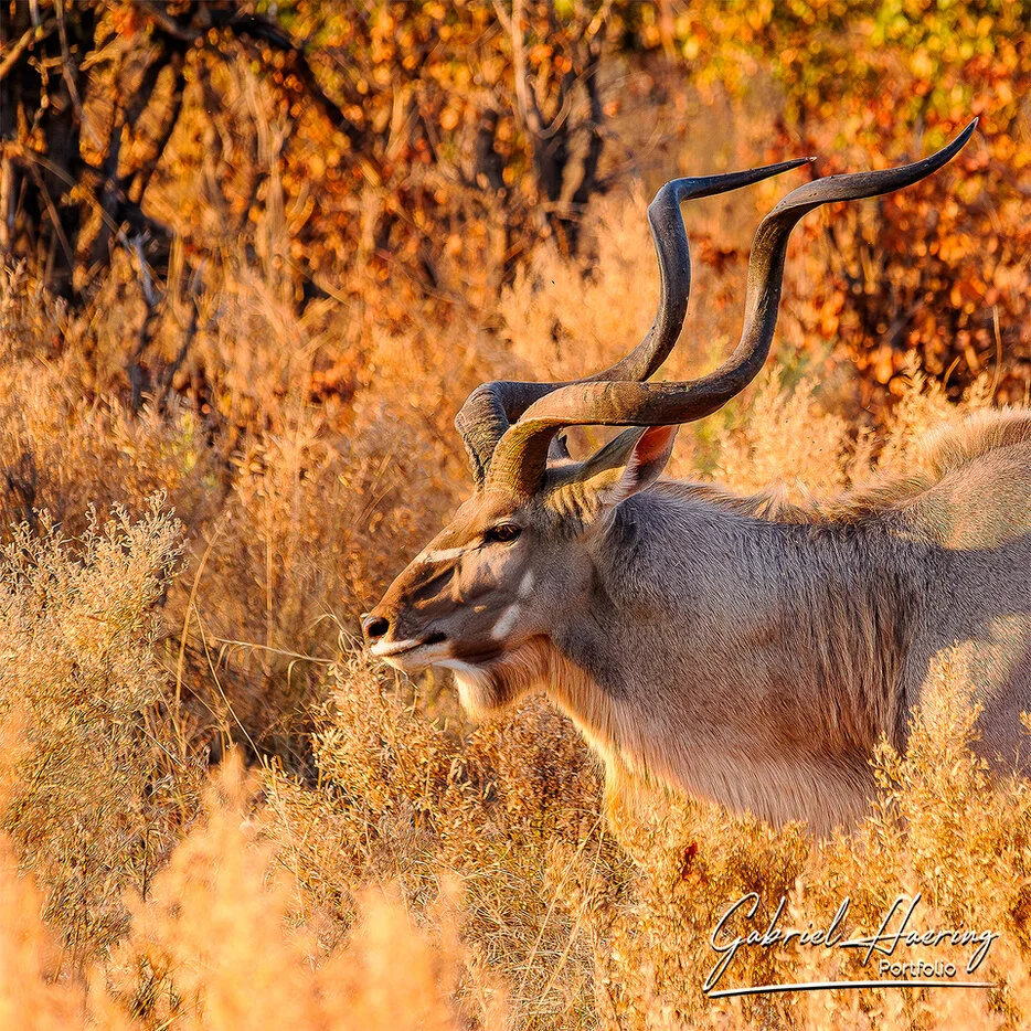 Male greater kudu in golden woodland light in the Okavango Delta, Botswana