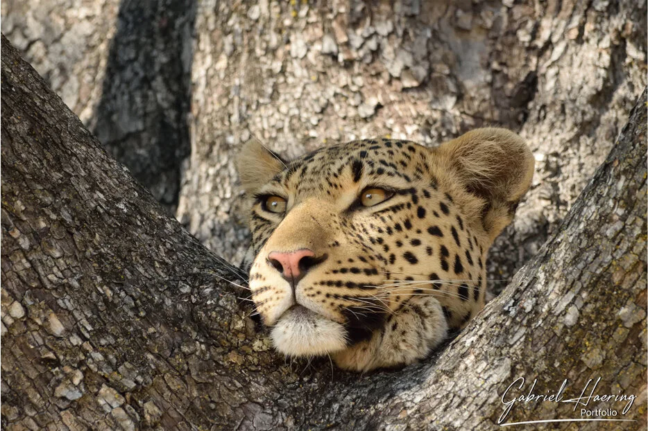 Close portrait of a leopard resting between tree branches in Botswana