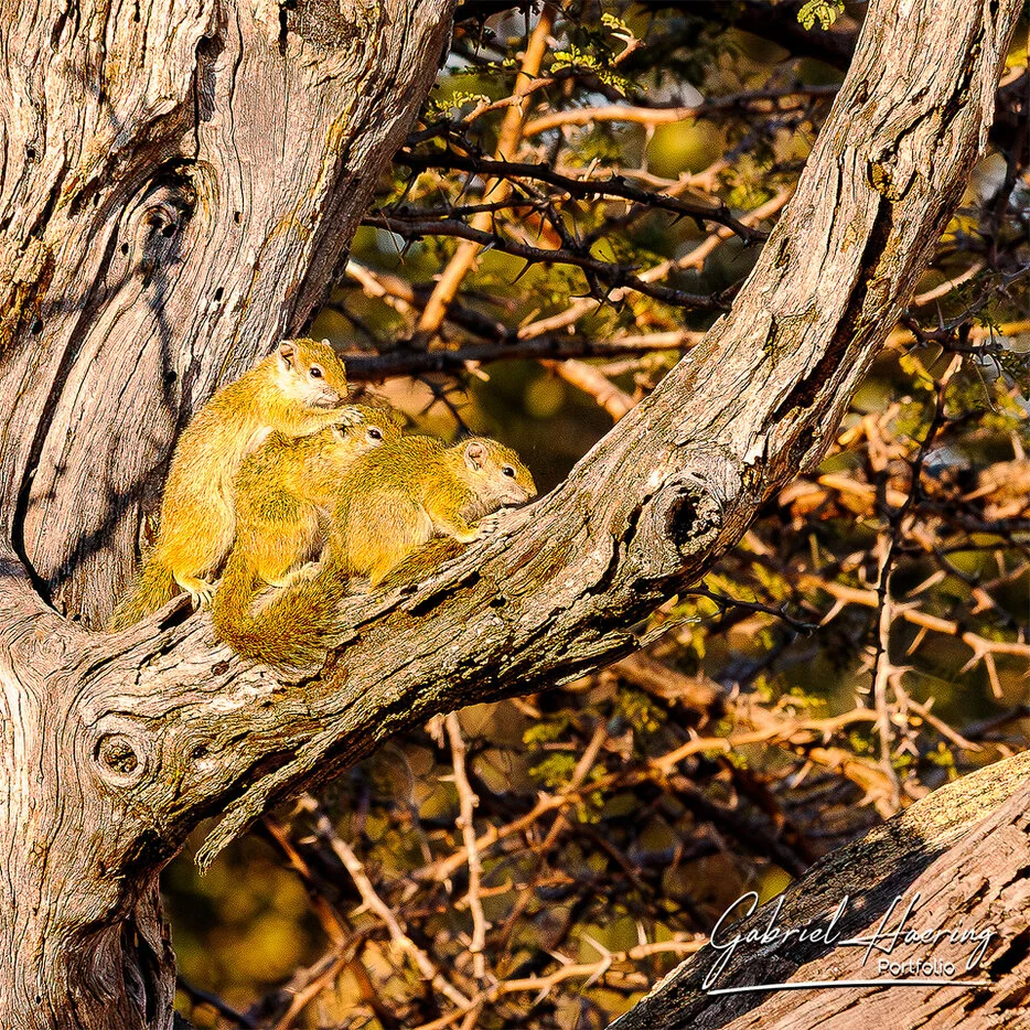 Three squirrels resting together on a tree branch in the Okavango Delta