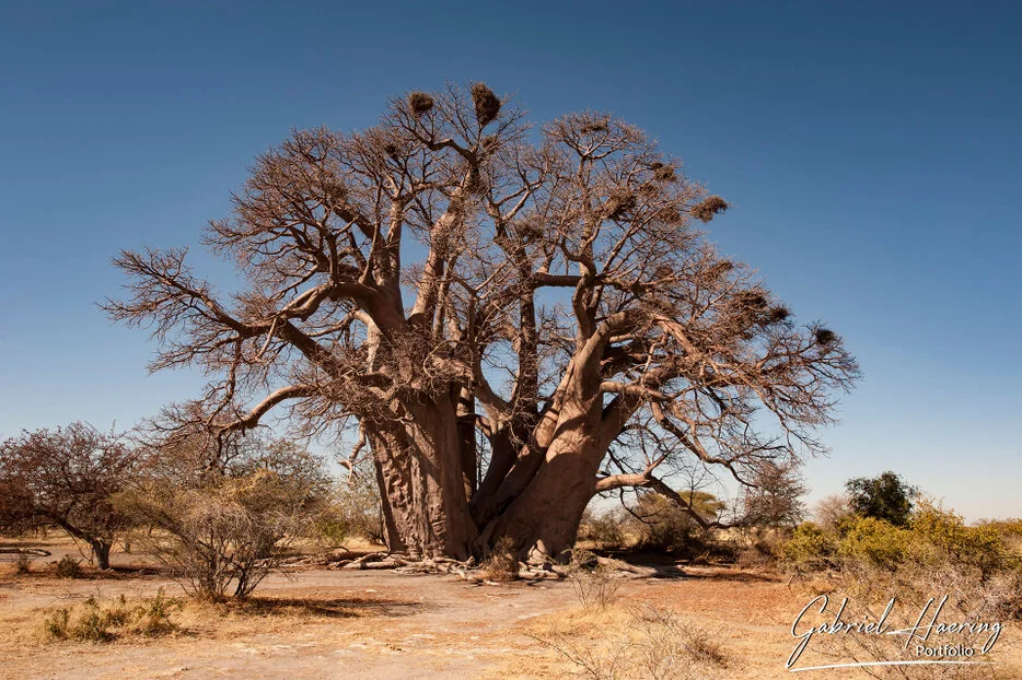 <br />Ancient baobab tree in the dry landscape of the Makgadikgadi Pans, Botswana