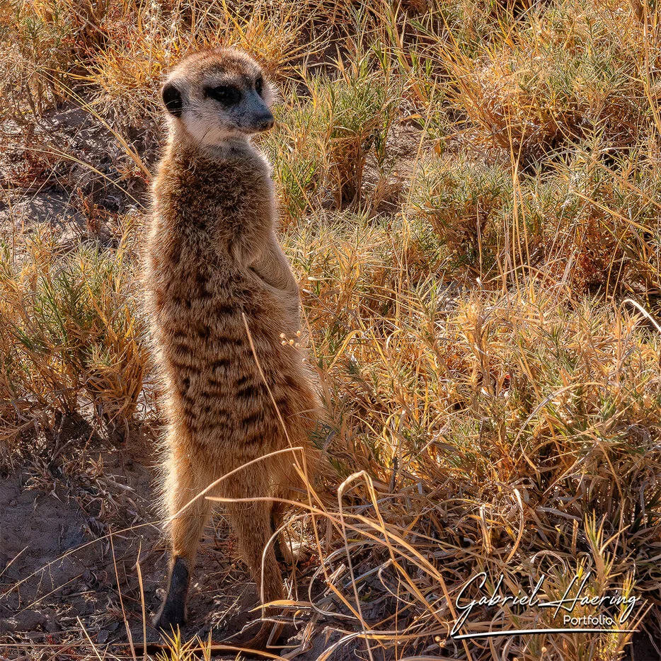 Meerkat standing alert in golden dry grass near the Makgadikgadi Pans in Botswana