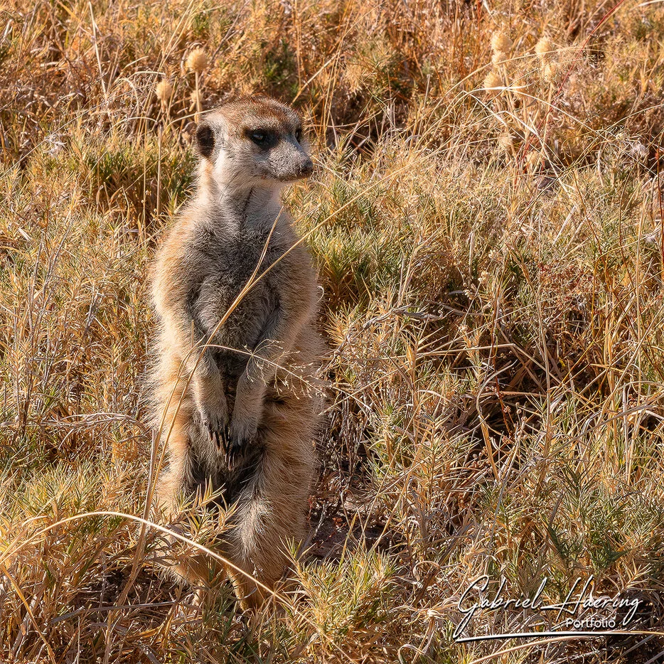 Meerkat portrait in warm grassland light near the Makgadikgadi Pans, Botswana