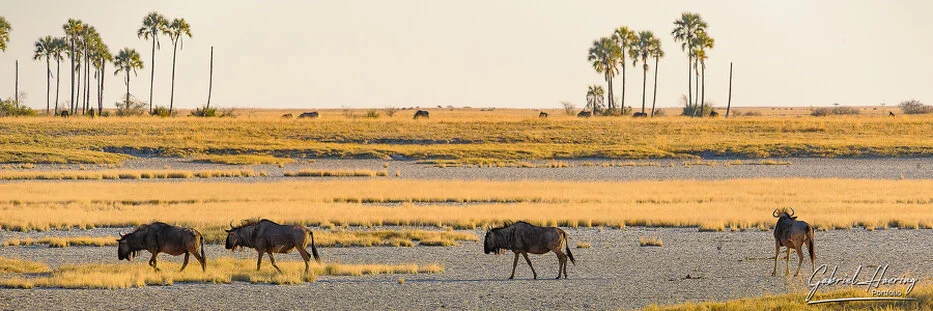 Wildebeest walking across the open Makgadikgadi Pans landscape with palm trees in the distance