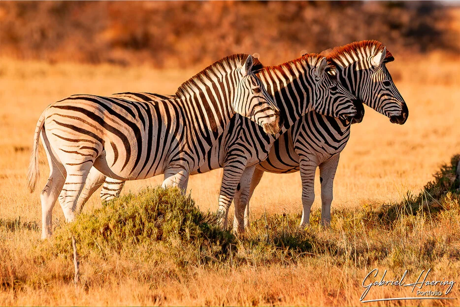 Zebras standing together in warm evening light near the Makgadikgadi Pans, Botswana