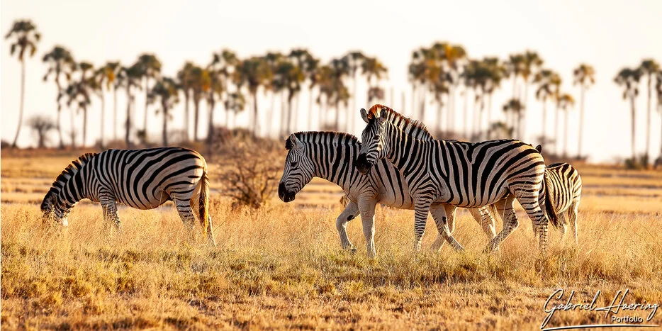 Zebras grazing and walking through dry grassland near the Makgadikgadi Pans in Botswana