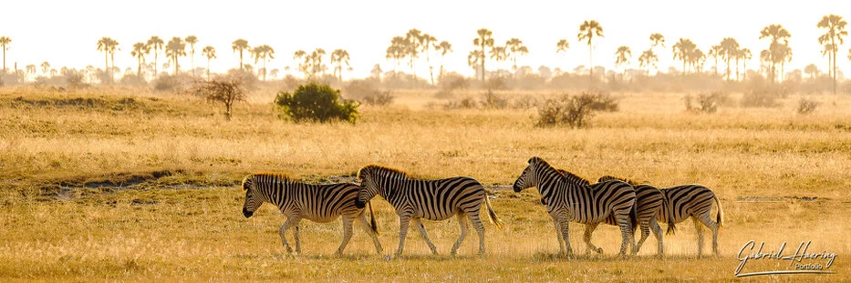 Zebra herd moving through dusty golden grassland in the Makgadikgadi Pans region of Botswana