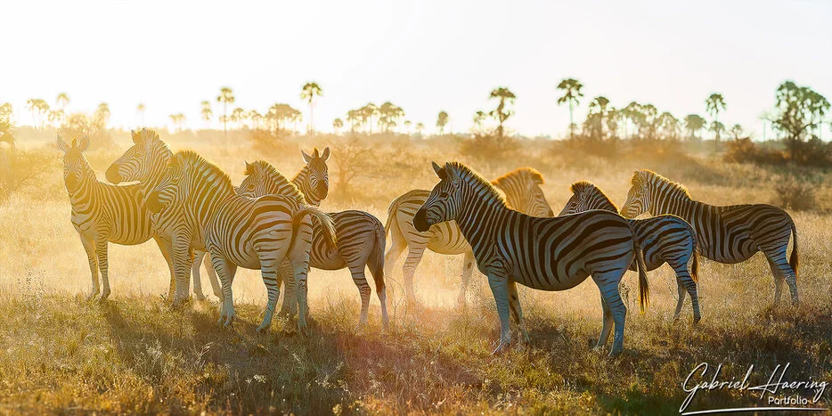 Zebra herd backlit by golden sunlight in the Makgadikgadi Pans, Botswana