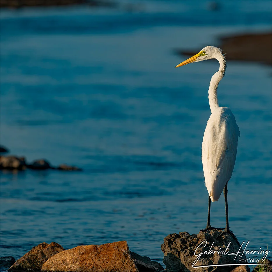White egret standing on rocks beside blue water at Lake Natron, Tanzania bird photography