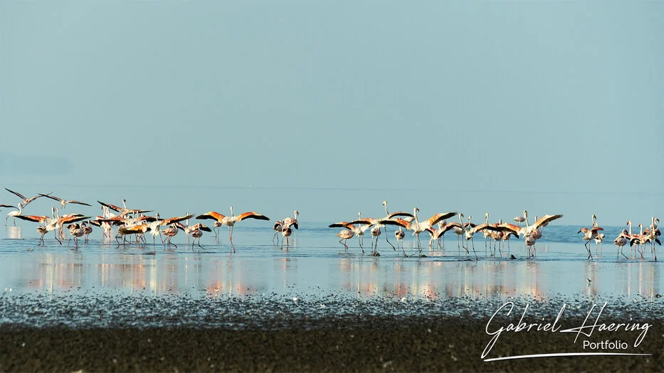 Flamingos moving through shallow water at Lake Natron, Tanzania bird photography