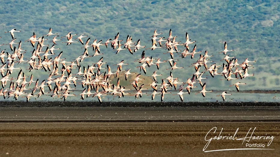 Flamingos in flight above the mineral flats of Lake Natron, Tanzania wildlife photography