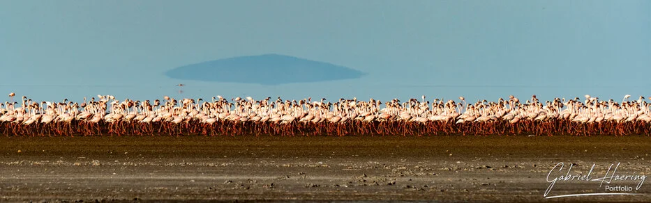 Large flock of flamingos along the shoreline of Lake Natron, Tanzania bird photography