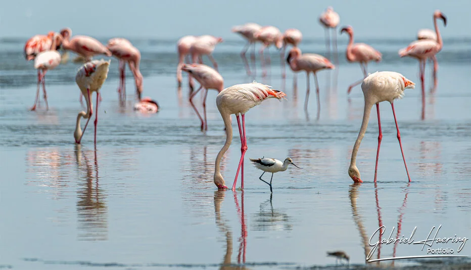 Flamingos feeding in shallow reflective water at Lake Natron, Tanzania bird photography