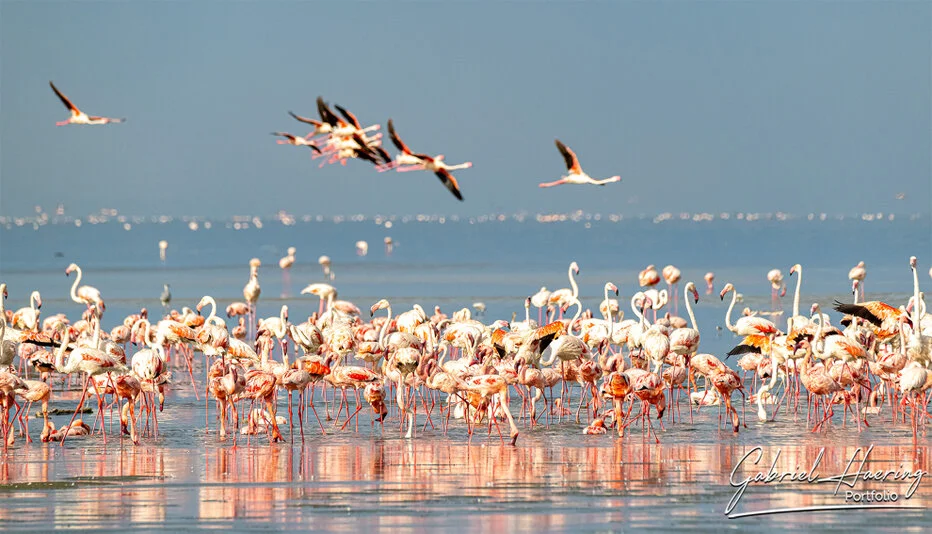 Dense group of flamingos with birds flying above Lake Natron, Tanzania wildlife photography