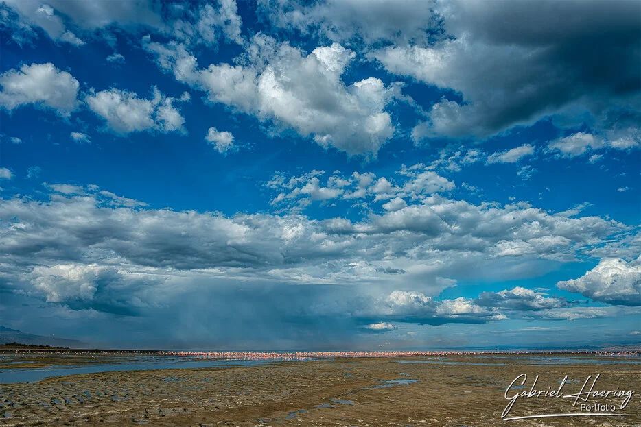 Flamingos on Lake Natron below dramatic clouds, Tanzania landscape and bird photography