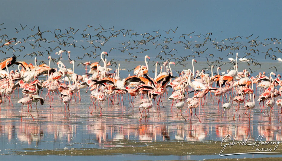Flamingos reflected in the shallow waters of Lake Natron, Tanzania bird photography