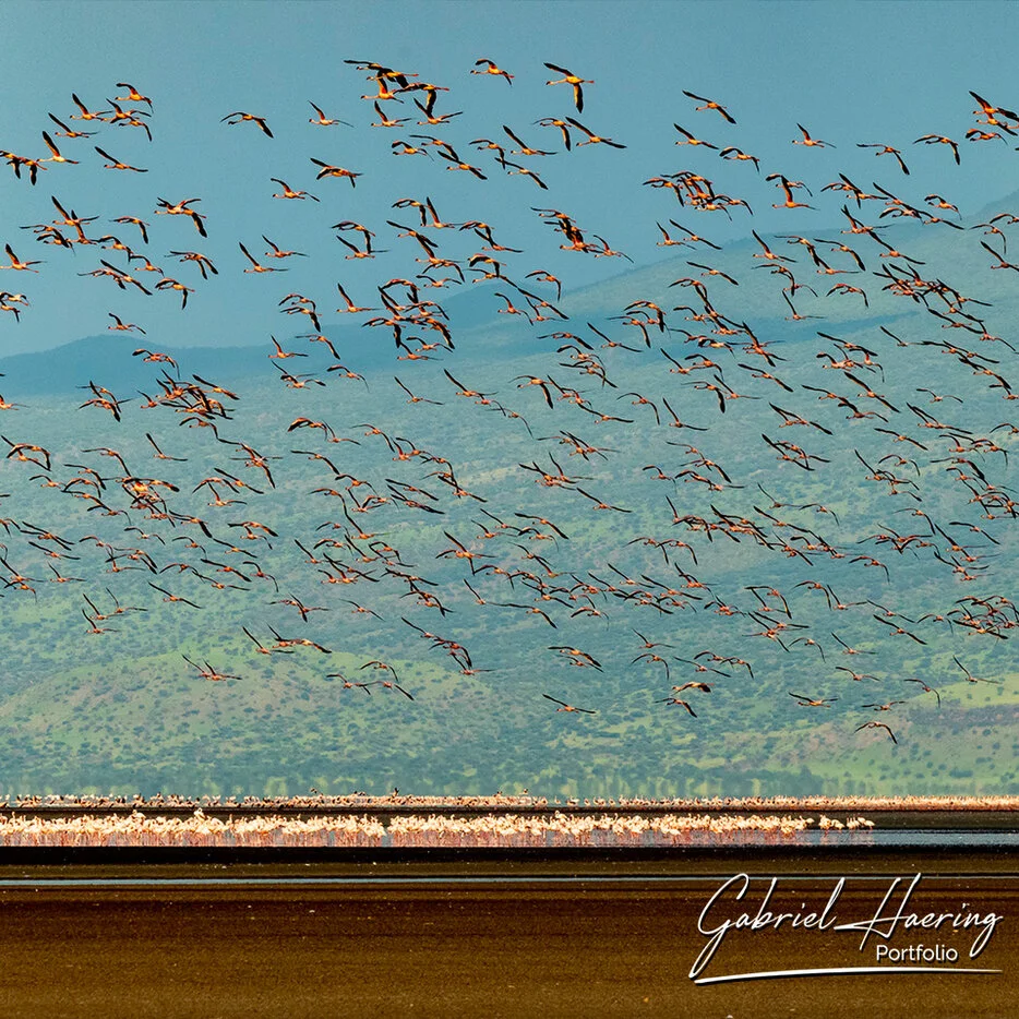 Large flock of flamingos flying over Lake Natron with hills in the background, Tanzania bird photography