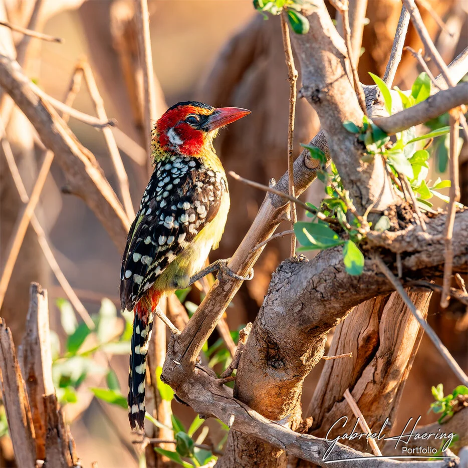 Colorful barbet in dry bush during bird photography in Mkomazi National Park, Tanzania