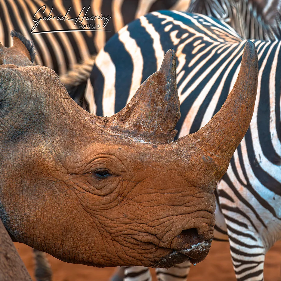 Black rhino close-up with zebras in the background in Mkomazi National Park, Tanzania wildlife photography