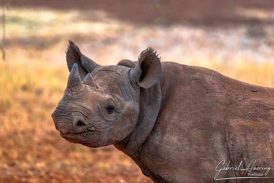 Young black rhino in warm dry light in Mkomazi National Park, Tanzania wildlife photography