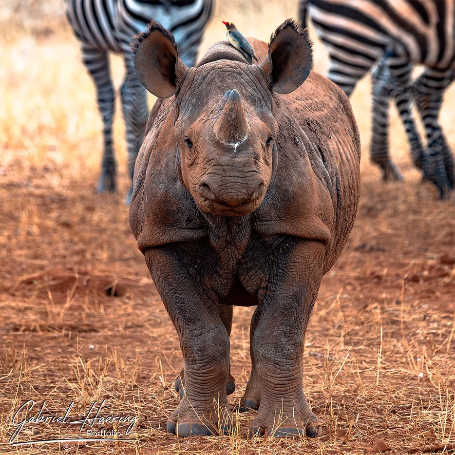 Young black rhino with oxpecker and zebras behind in Mkomazi National Park, Tanzania wildlife photography