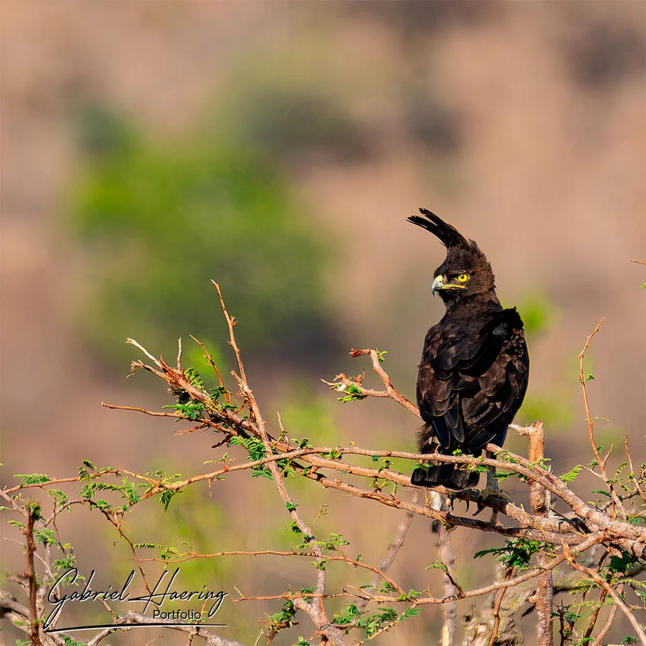 Creaster Eagle in the dry wilderness of Mkomazi National Park, Tanzania bird photography