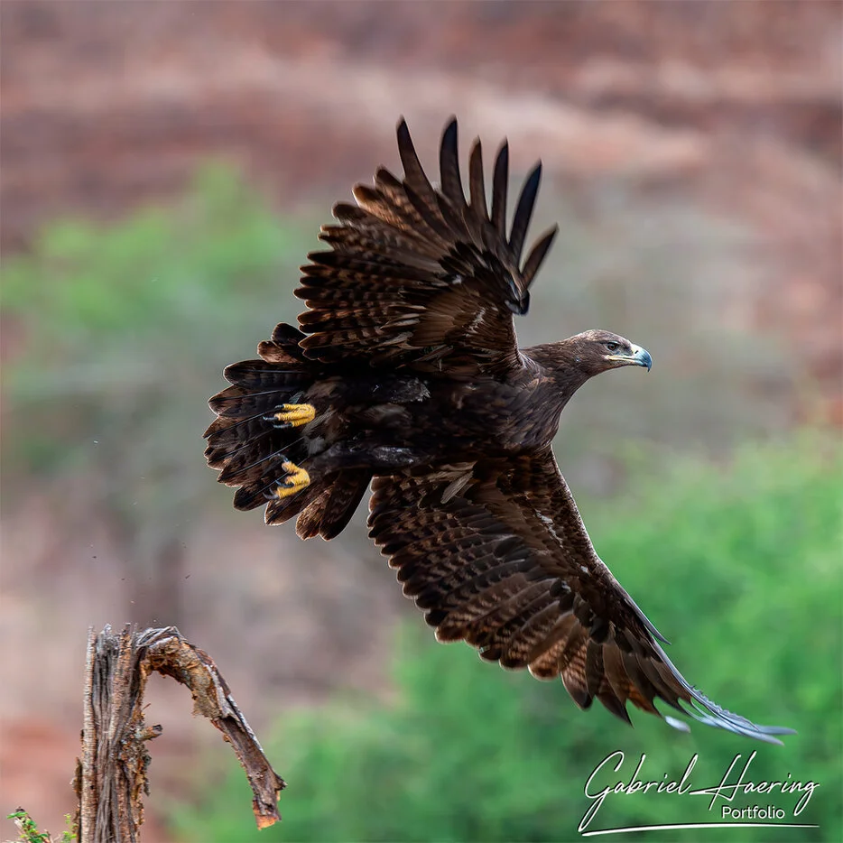 Eagle taking off in Mkomazi National Park, raptor photography in Tanzania