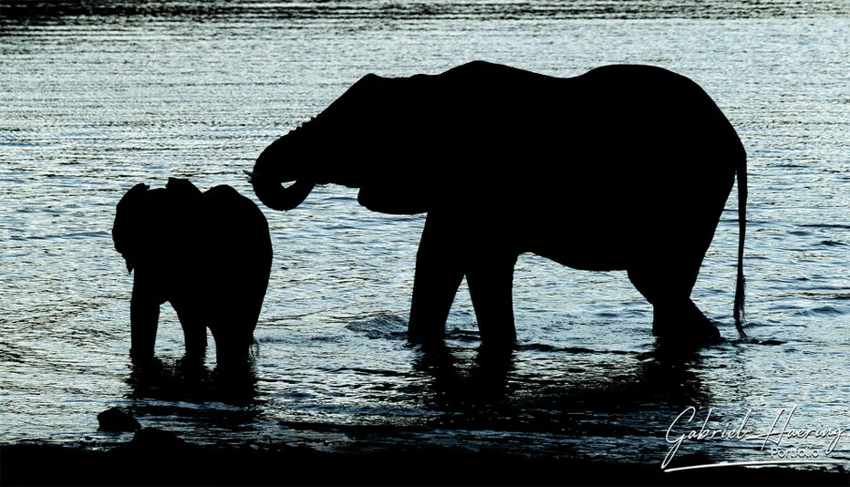 Elephant and calf silhouetted in shallow water in Mkomazi National Park, Tanzania wildlife photography